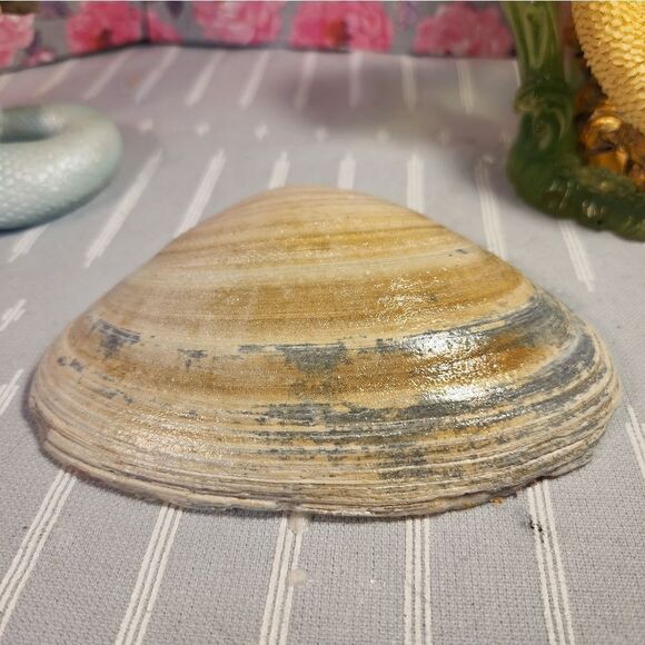 DECOUPAGE
CLAM SHELL DECOUPAGE PINK ROSES ON A CLAM SHELL TRINKET DISH - Picture 10 of 10